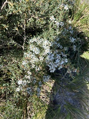 Leptospermum laevigatum