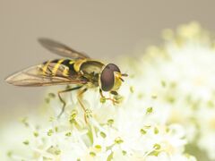 Syrphus opinator