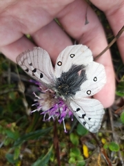 Parnassius phoebus