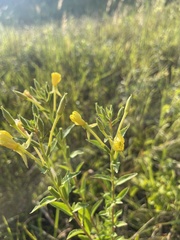 Oenothera parviflora