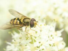 Syrphus opinator
