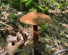 Aureoboletus russellii