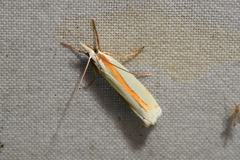 Crambus girardellus