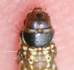 Filatima serotinella