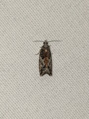 Epinotia nisella