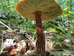 Aureoboletus russellii