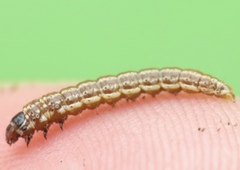Filatima serotinella