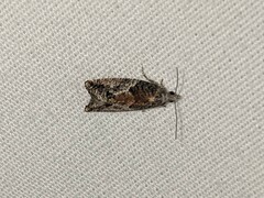 Epinotia nisella