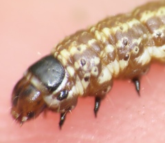 Filatima serotinella