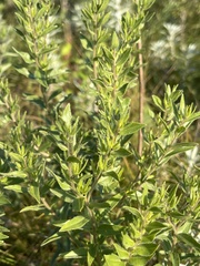 Lithospermum caroliniense