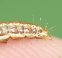 Filatima serotinella