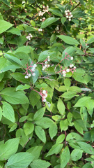 Cornus racemosa