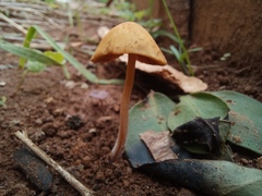 Conocybe