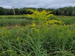 Solidago juncea