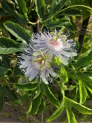 Passiflora incarnata