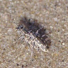 Ellipsoptera macra