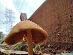 Conocybe