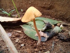 Conocybe