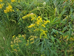 Solidago juncea