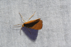 Macaria brunneata