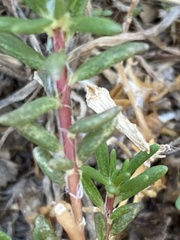 Portulaca