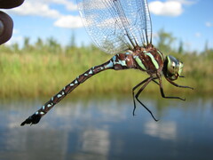 Aeshna tuberculifera