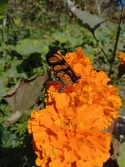 Methona themisto
