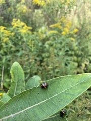 Labidomera clivicollis