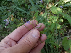 Campanula prenanthoides