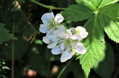 Rubus allegheniensis