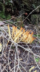 Clavariaceae