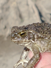 Rhinella arenarum