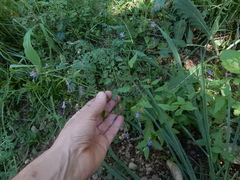 Campanula prenanthoides