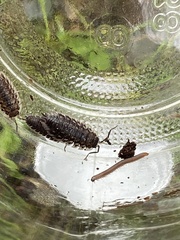 Oniscus asellus