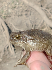Rhinella arenarum