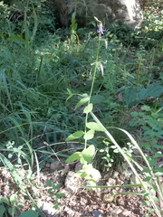Campanula prenanthoides
