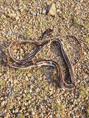 Masticophis taeniatus