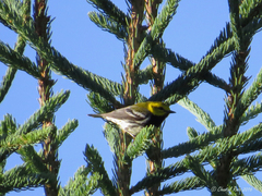 Setophaga virens