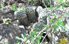 Mammillaria magnimamma