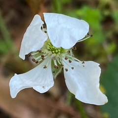 Rubus flagellaris