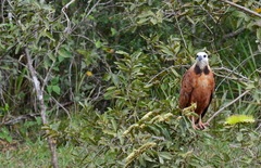 Busarellus nigricollis