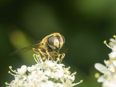 Eristalis hirta