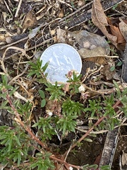 Portulaca