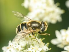 Eristalis hirta