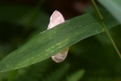 Crocidophora tuberculalis