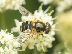 Eristalis hirta