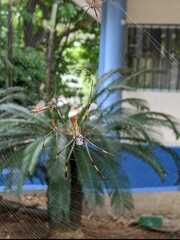 Trichonephila clavipes