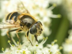 Eristalis hirta