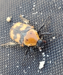 Euphoria fascifera