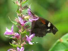Libytheana carinenta